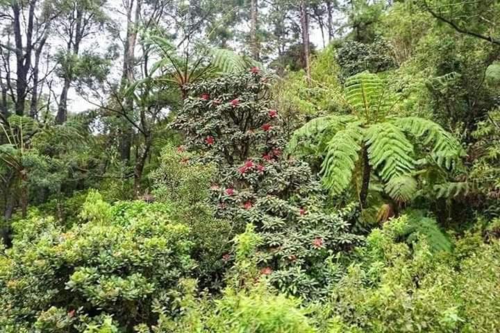 La Rose Guest House Nuwara Eliya Kültér fotó